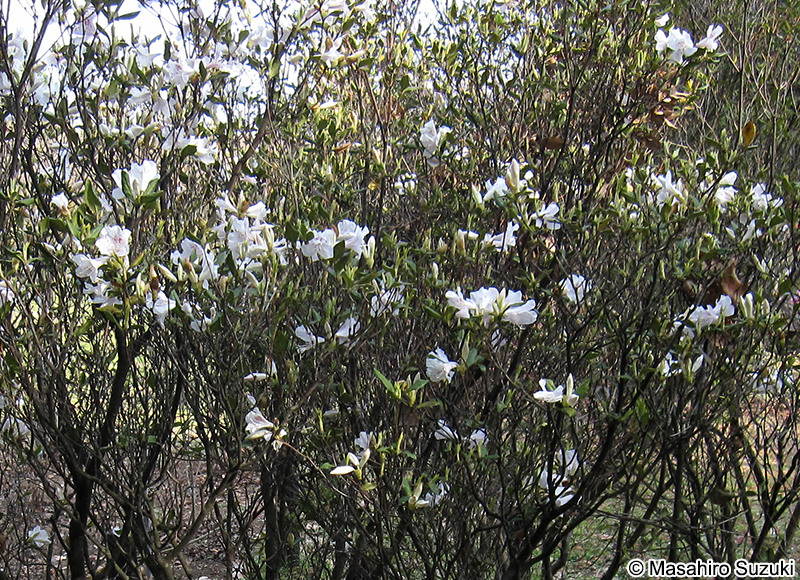 サクラツツジ Rhododendron dilatatum var. satsumaense