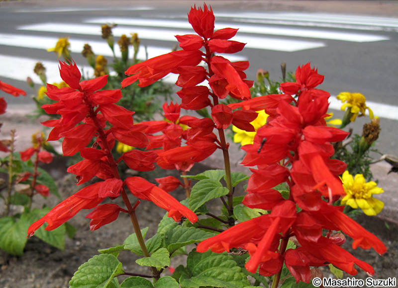 サルビア（ヒゴロモソウ） Salvia splendens
