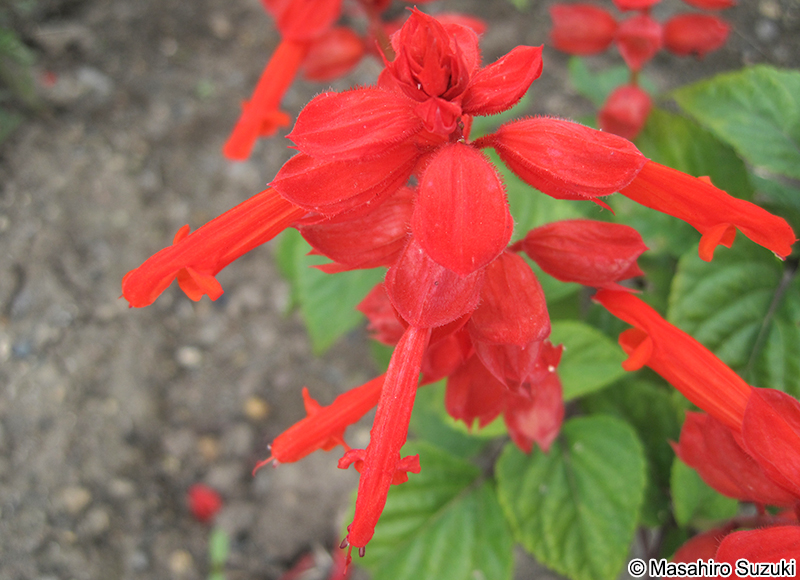 サルビア（ヒゴロモソウ） Salvia splendens