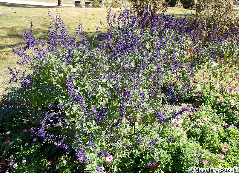 Salvia 'Indigo Spires'