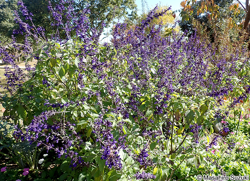 Salvia 'Indigo Spires'