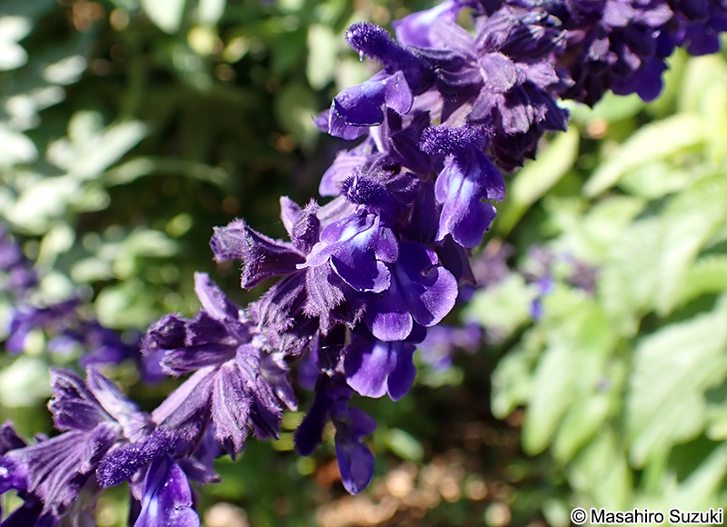 Salvia 'Indigo Spires'