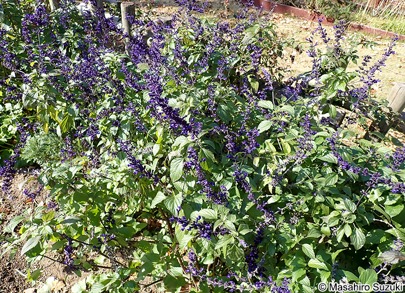 Salvia 'Indigo Spires'