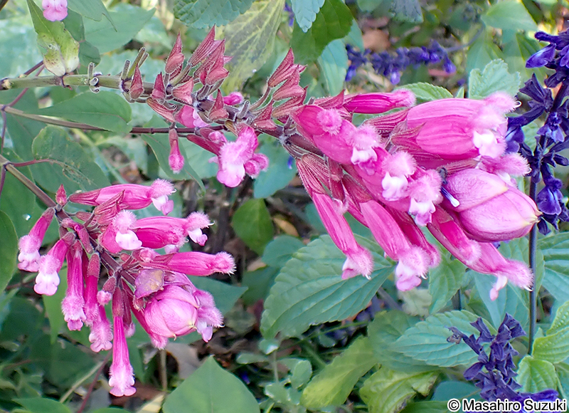 Salvia involucrata