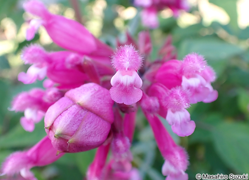 Salvia involucrata