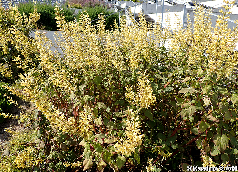 Salvia madrensis 'Yellow Majesty'