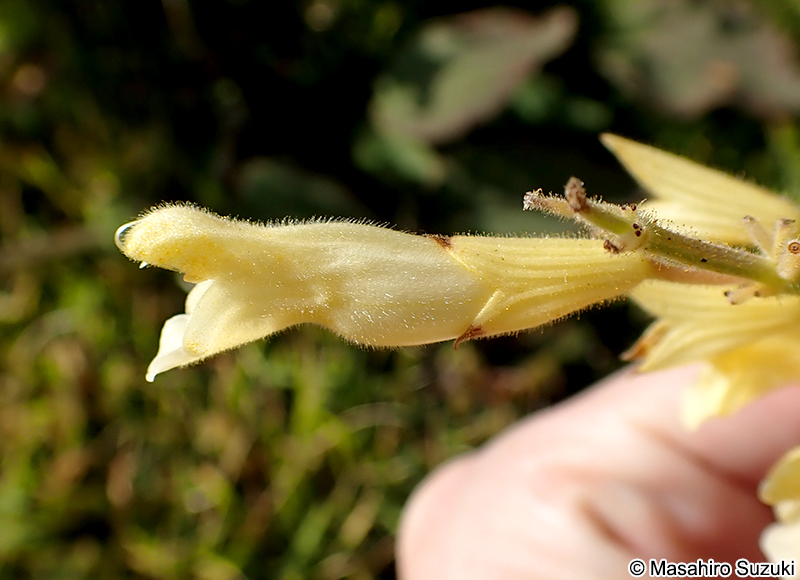 Salvia madrensis 'Yellow Majesty'