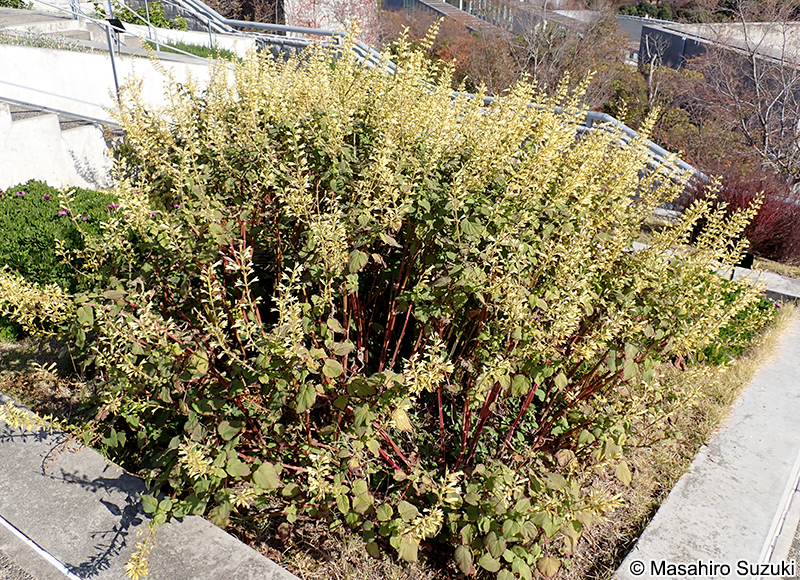 Salvia madrensis 'Yellow Majesty'