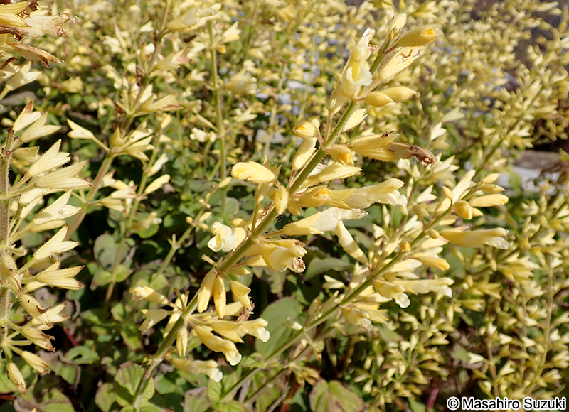 Salvia madrensis 'Yellow Majesty'