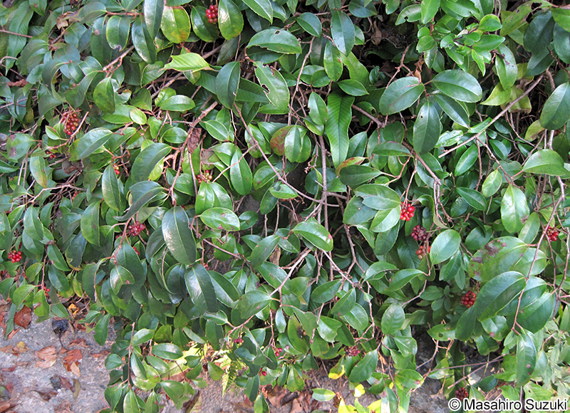 サネカズラ Kadsura japonica