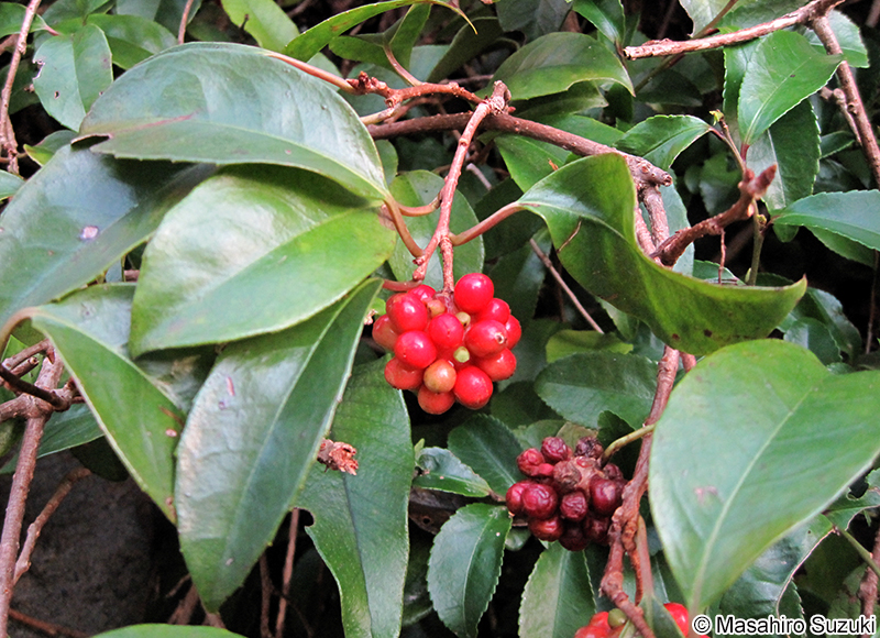 サネカズラ Kadsura japonica