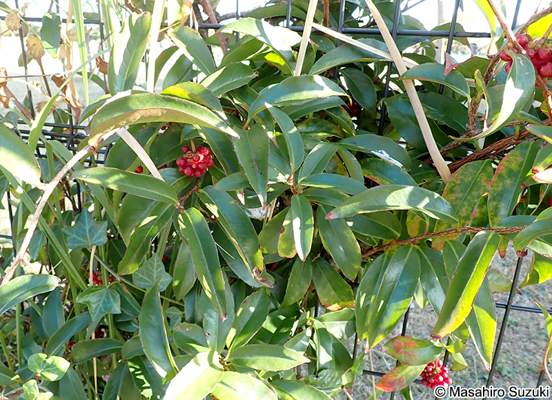 サネカズラ Kadsura japonica