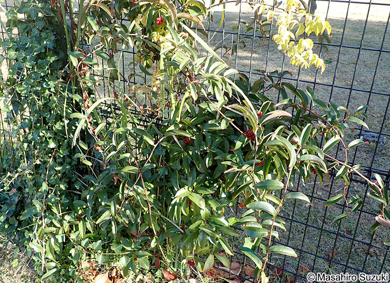 サネカズラ Kadsura japonica