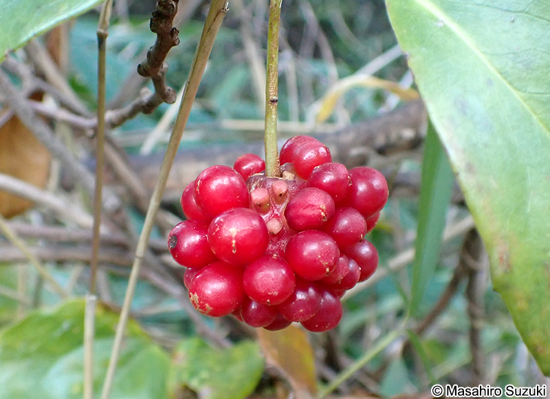 サネカズラ Kadsura japonica