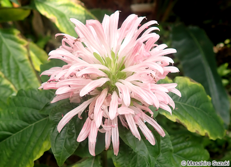 サンゴバナ Justicia carnea