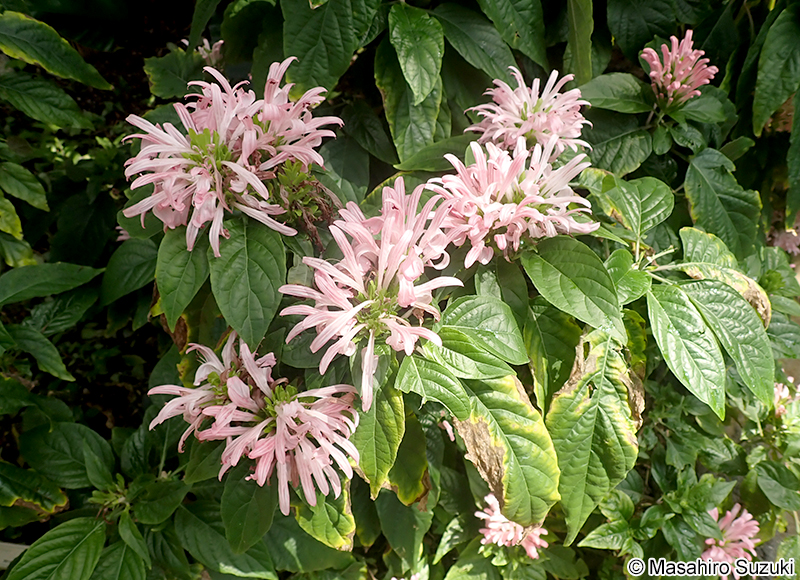 サンゴバナ Justicia carnea