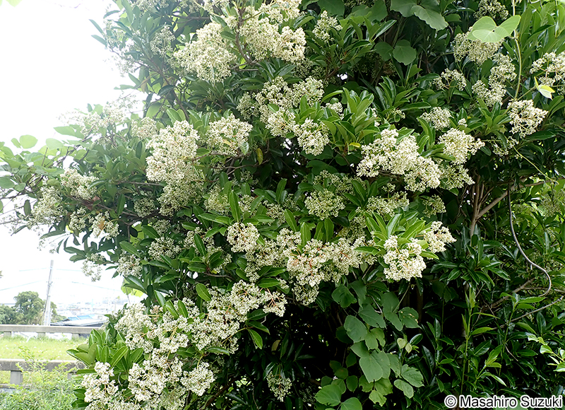 サンゴジュ Viburnum odoratissimum var. awabuki