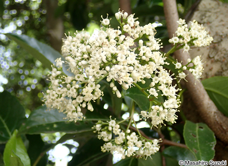 サンゴジュ Viburnum odoratissimum var. awabuki