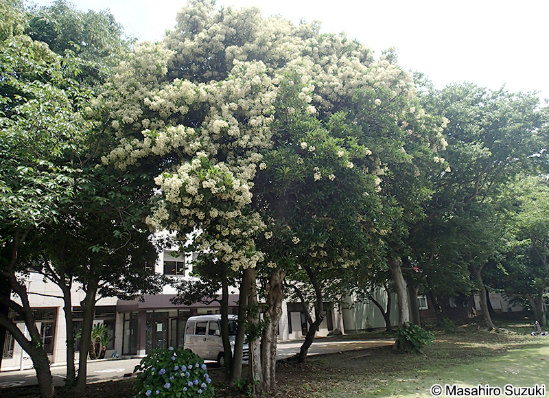 サンゴジュ Viburnum odoratissimum var. awabuki