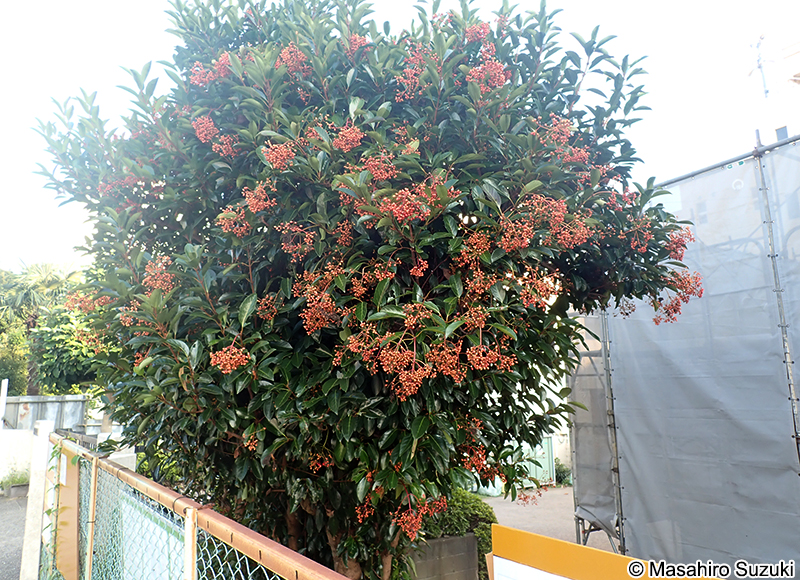 サンゴジュ Viburnum odoratissimum var. awabuki