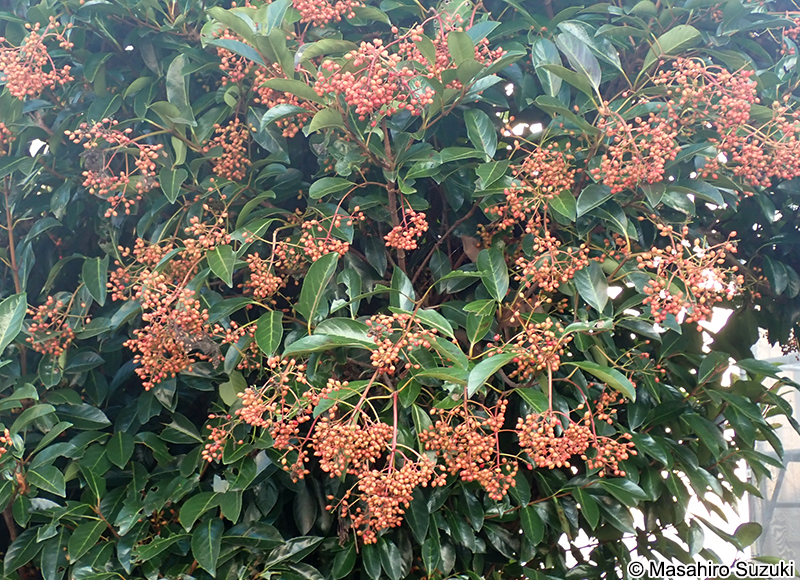サンゴジュ Viburnum odoratissimum var. awabuki