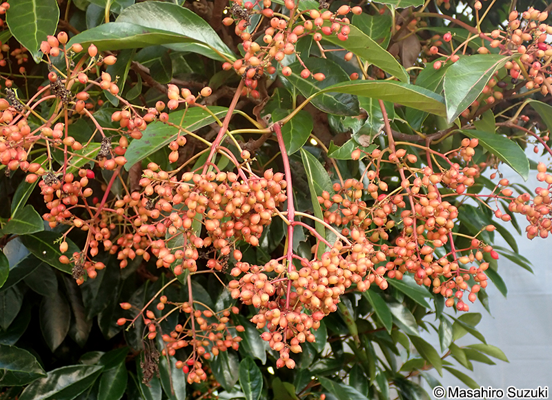サンゴジュ Viburnum odoratissimum var. awabuki