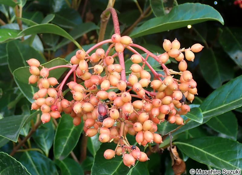 サンゴジュの果実