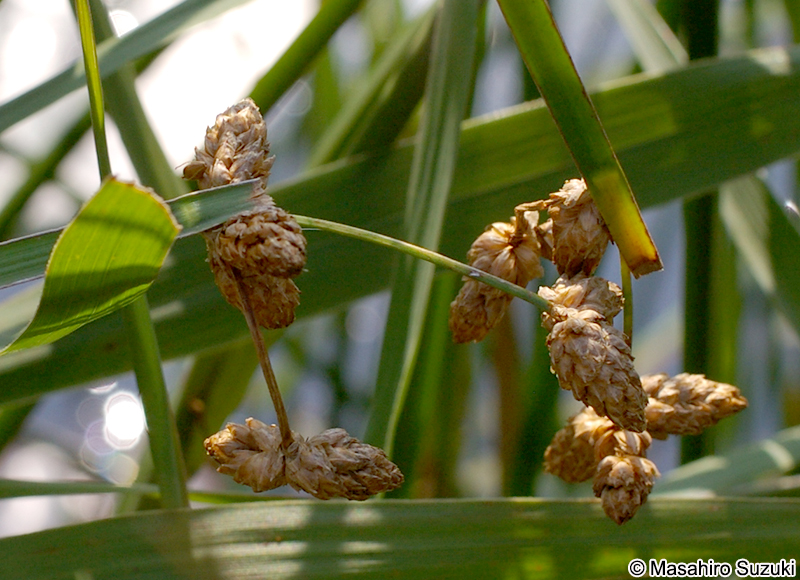 サンカクイ Schoenoplectiella triqueter