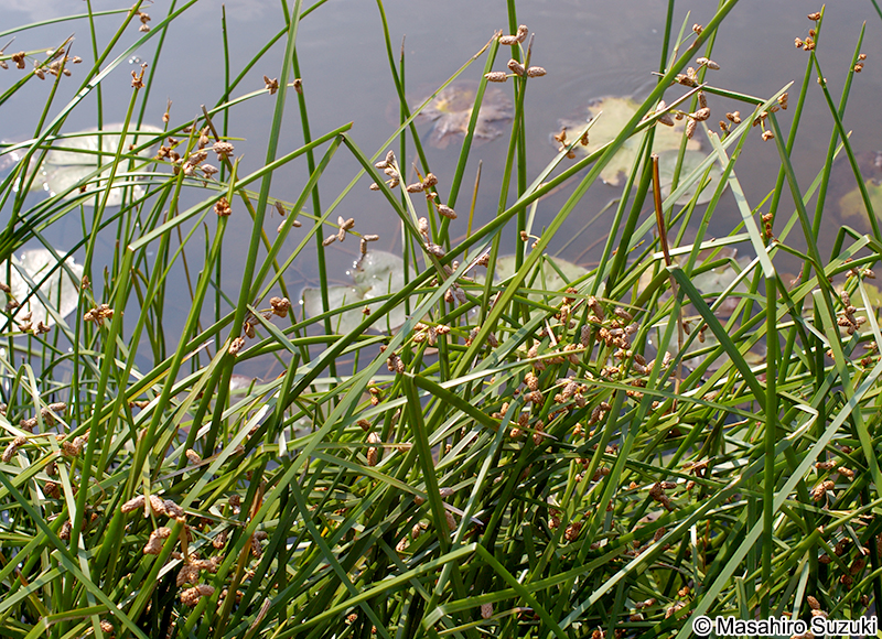 サンカクイ Schoenoplectiella triqueter
