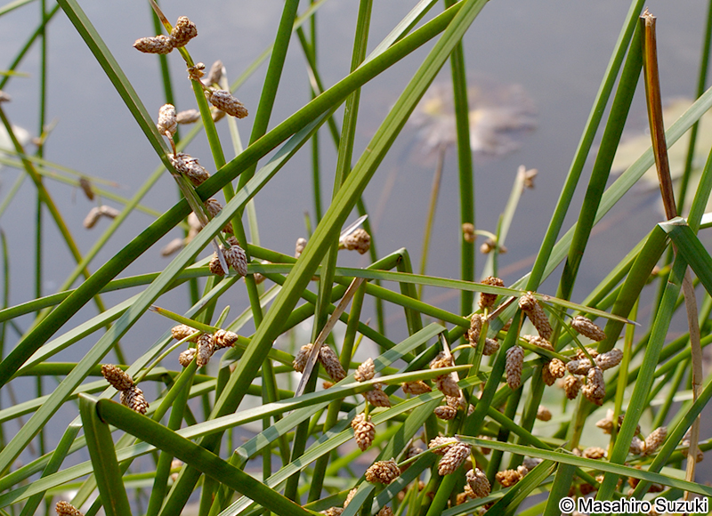 サンカクイ Schoenoplectiella triqueter