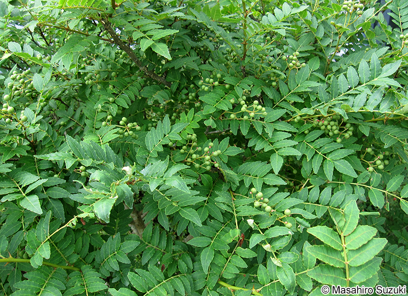 サンショウ Zanthoxylum piperitum