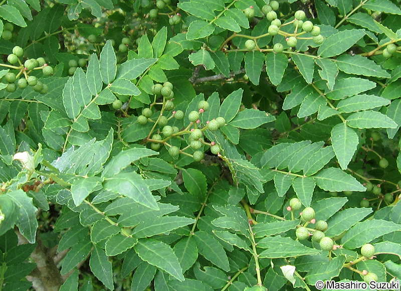 サンショウ Zanthoxylum piperitum