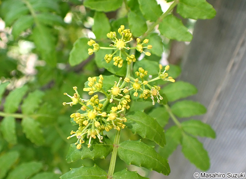 サンショウ Zanthoxylum piperitum