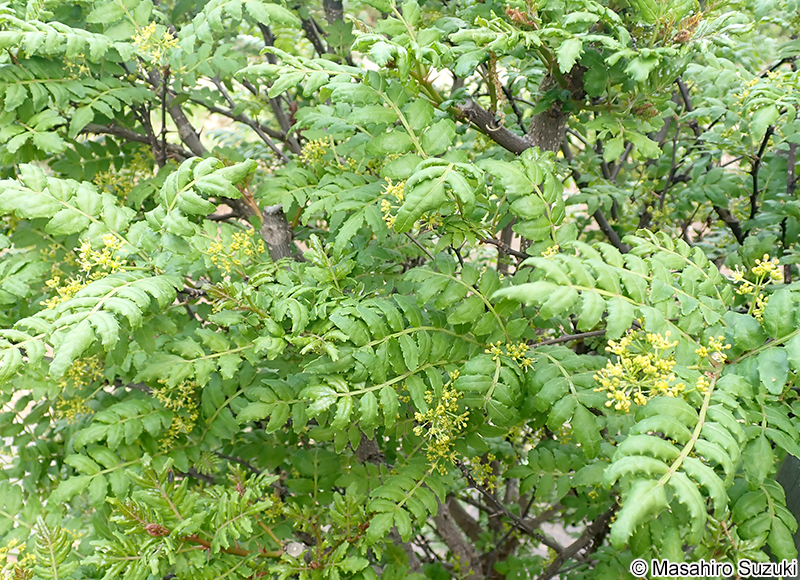 サンショウ Zanthoxylum piperitum