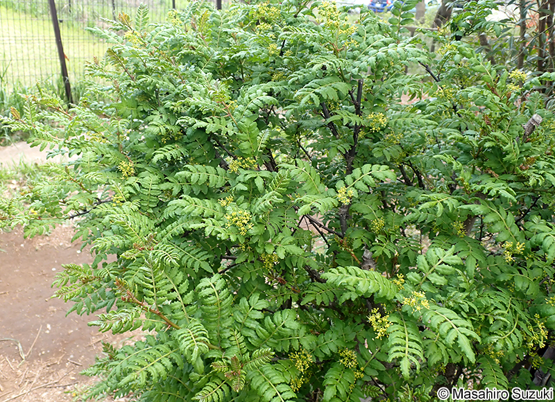 サンショウ Zanthoxylum piperitum
