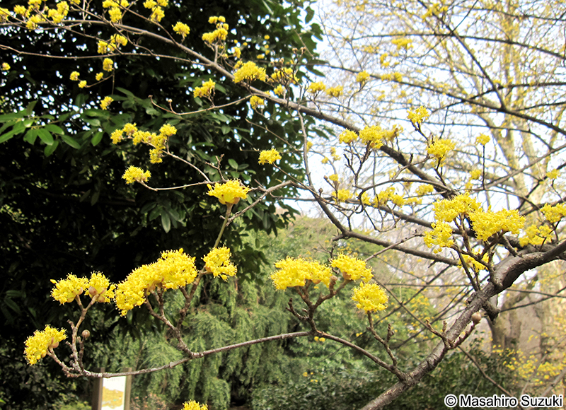 サンシュユ Cornus officinalis