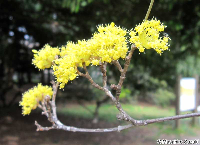 サンシュユ Cornus officinalis