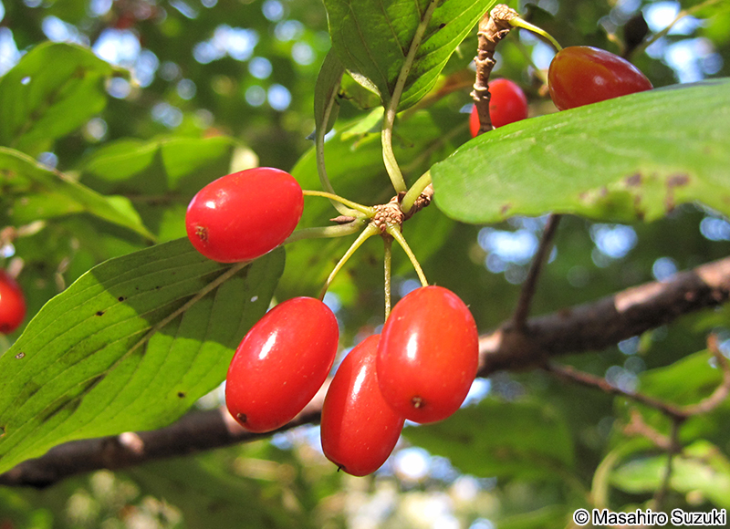 サンシュユの果実