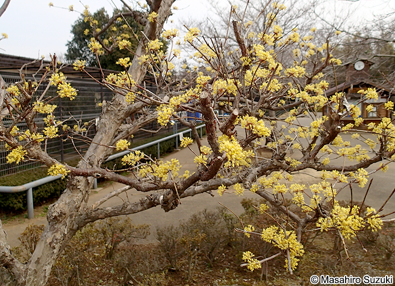 サンシュユ Cornus officinalis