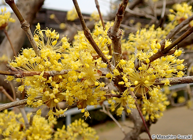 サンシュユの花