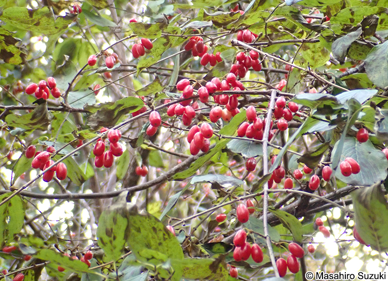 サンシュユの果実