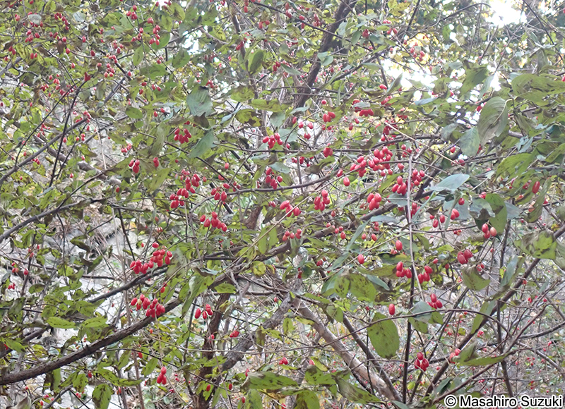 サンシュユ Cornus officinalis