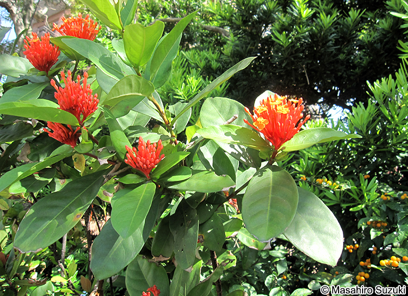 サンタンカ Ixora chinensis