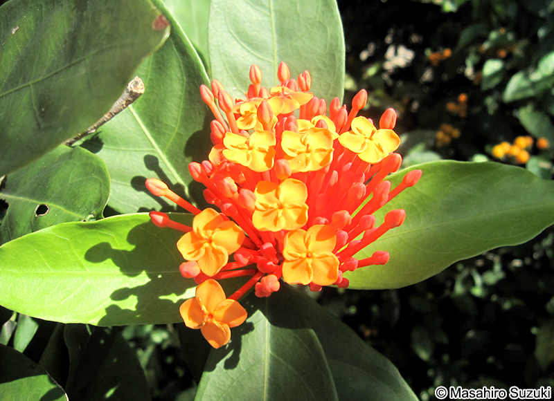 サンタンカ Ixora chinensis