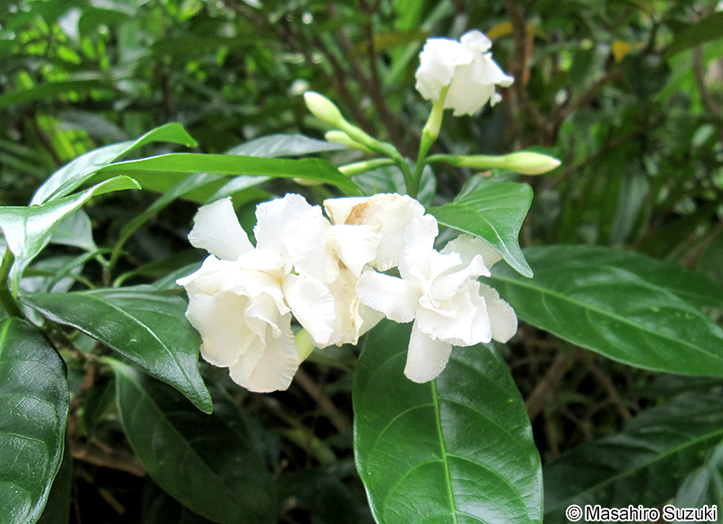 サンユウカ Tabernaemontana divaricata