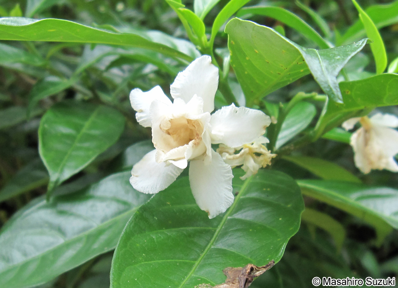 サンユウカ Tabernaemontana divaricata