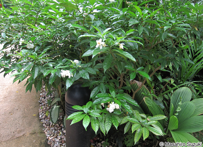 サンユウカ Tabernaemontana divaricata