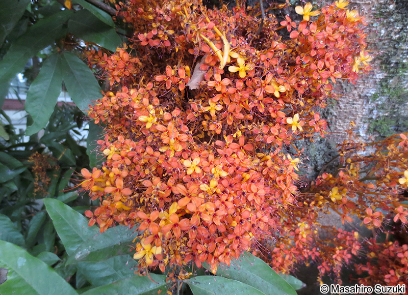 ムユウジュ Saraca asoca