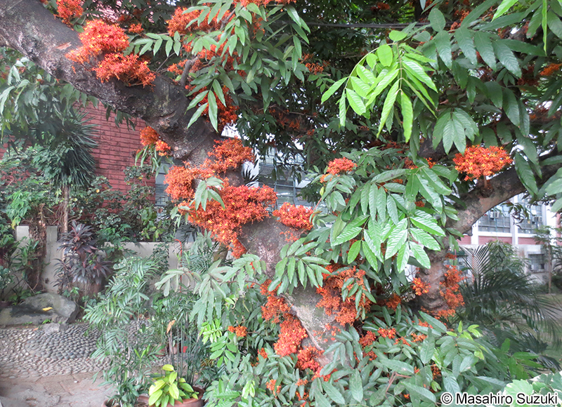 ムユウジュ Saraca asoca