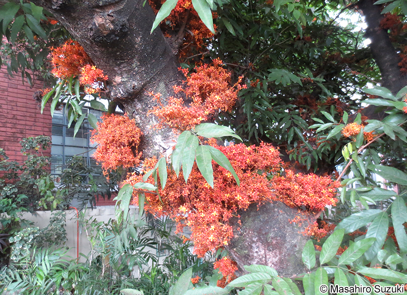 ムユウジュ Saraca asoca